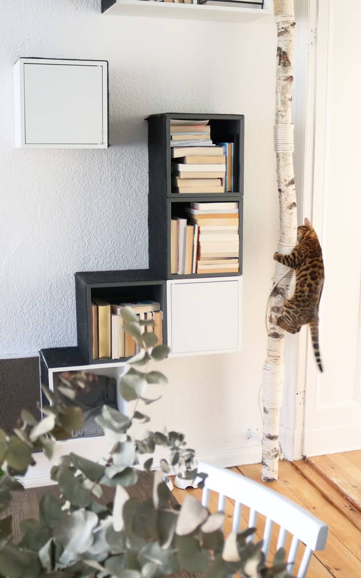 Turn bookshelf clearance into cat tree